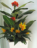 plants